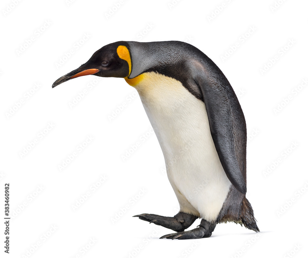 Side view of a King penguin walking, isolated on white