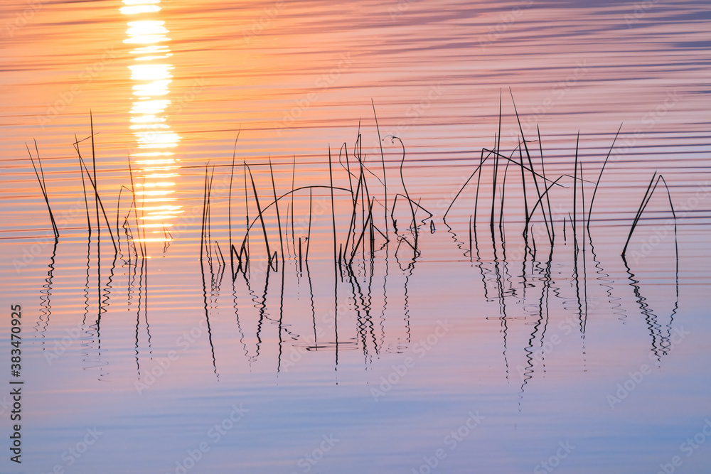 Natural graphics water grasses and a Sunny path.