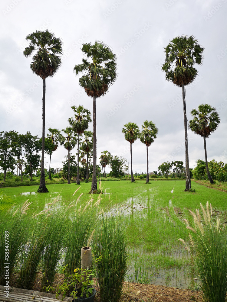 Tall sugar palm in the field in a cloudy day