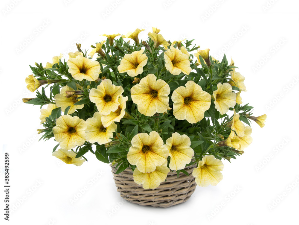 Bouquet of red petunias isolated on a white background.