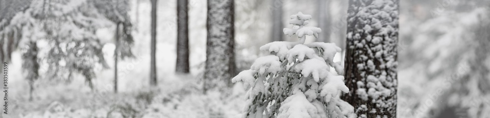 冬季森林中被雪覆盖的美丽冷杉树