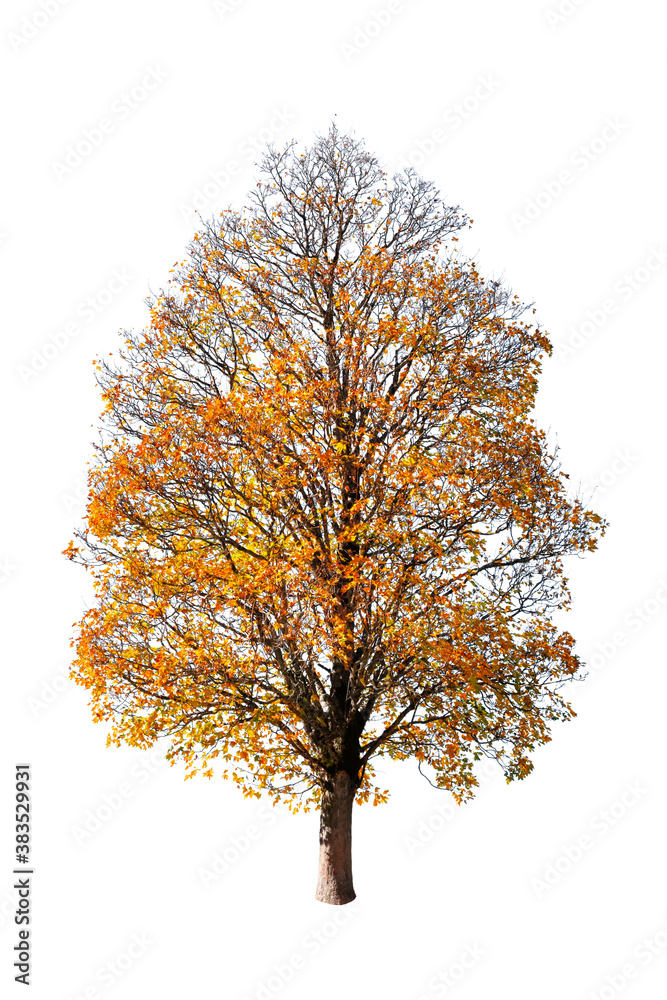 Orange autumn tree isolated on white background