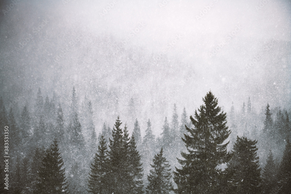 Snowstorm in winter mountains. Snowy spruce and pine forest. Landscape photography