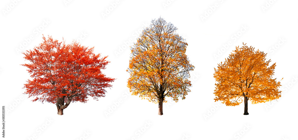 Set of three orange and yellow autumn trees isolated on white background