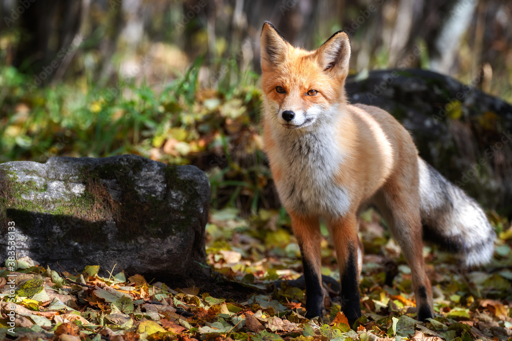 curious young red fox portrait close up