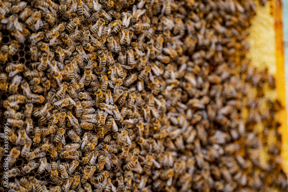 Hive over honeycomb. Working bees over special frame for collecting honey. Closeup. Useful insects.