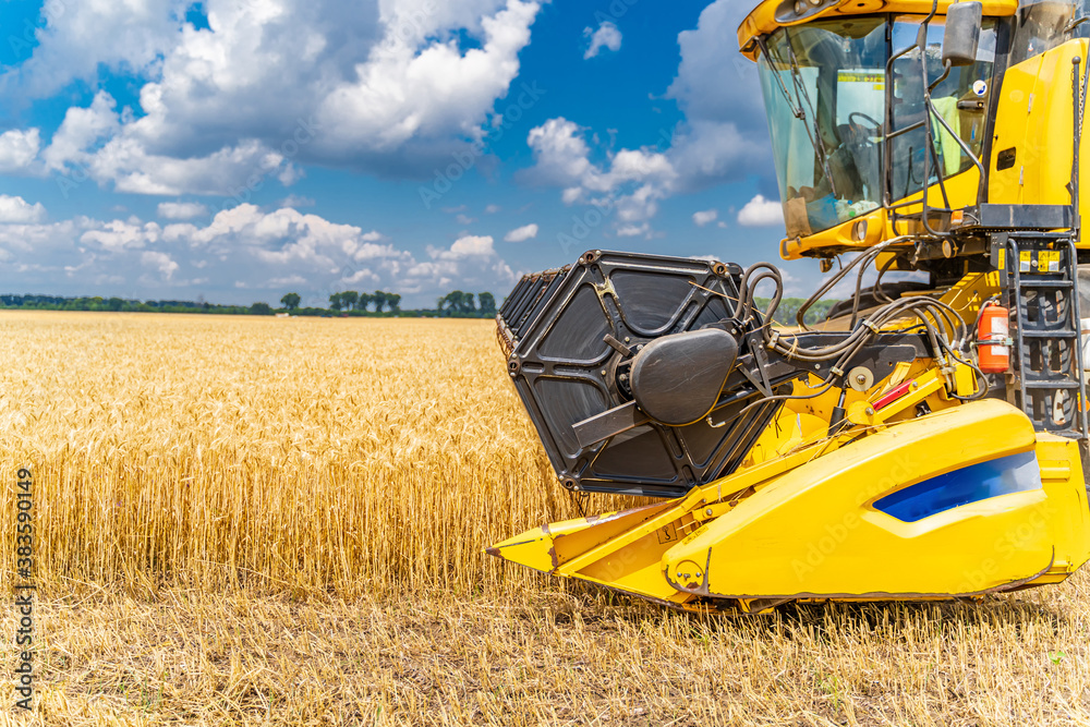 Process of gathering a ripe crop from the fields. Combine harvester in action on wheat field. Closeu