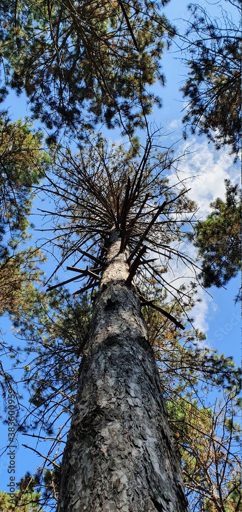 trees in the forest