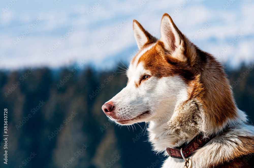 Siberian Husky in the snow 