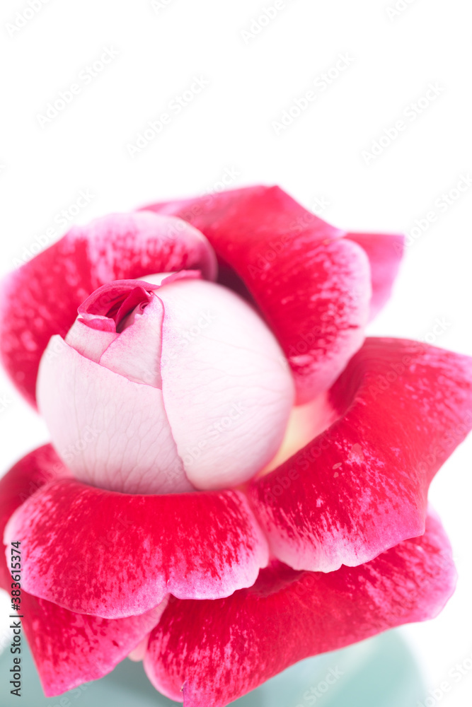 unusual beautiful red rose in a vase