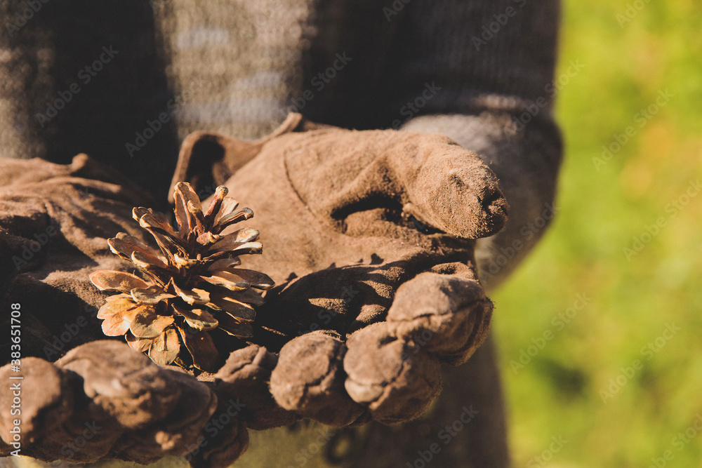 Cedar cone in the hand