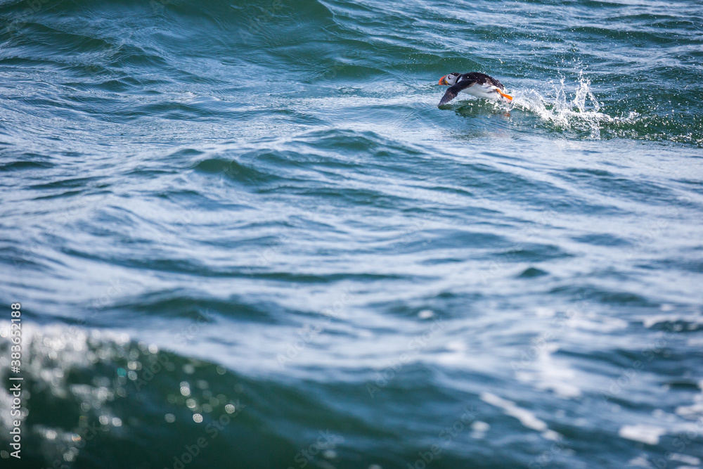 Puffin (Fratercula arctica), Isle of May, Scotland