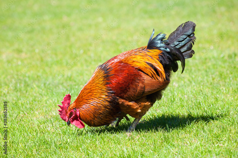 Brown cock on green grass