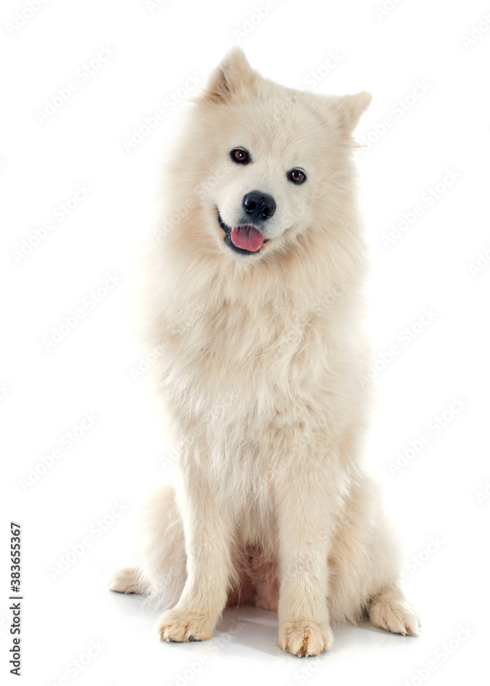 Samoyed