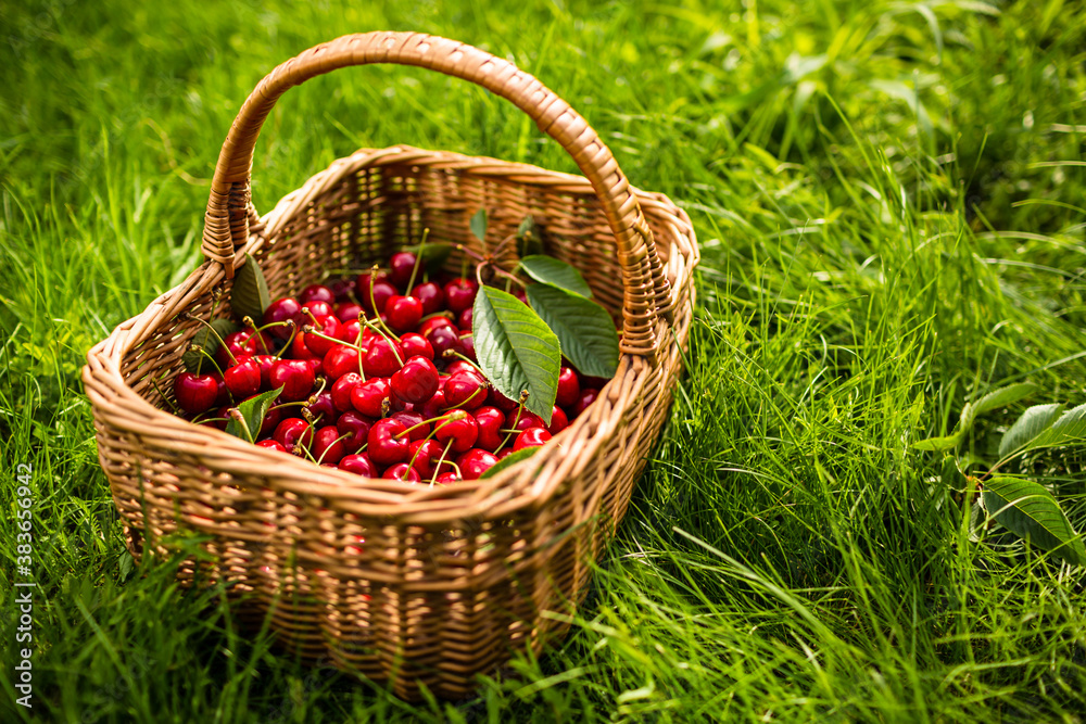 Freshly picked cherries in a basket in the garden