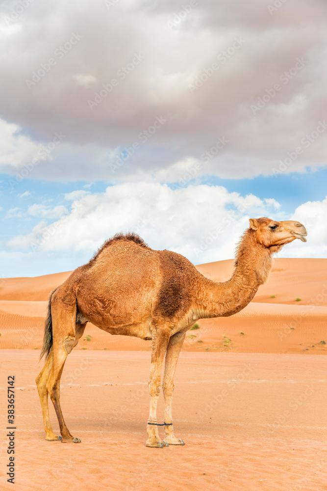 Camel in Wahiba Oman