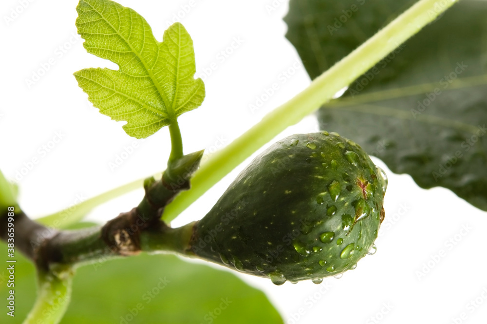 Fruits of a tree of a fig with leaves it is isolated on a white background