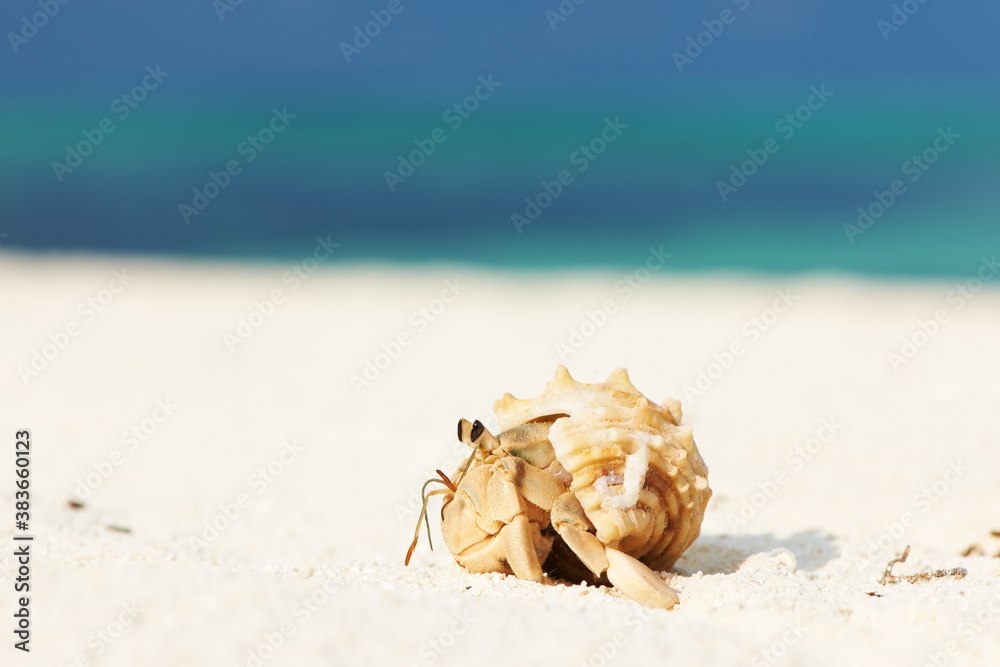 Hermit crab at beach