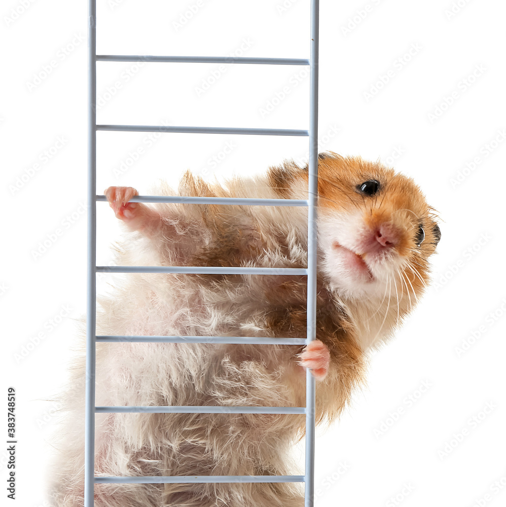 Funny hamster with ladder on white background