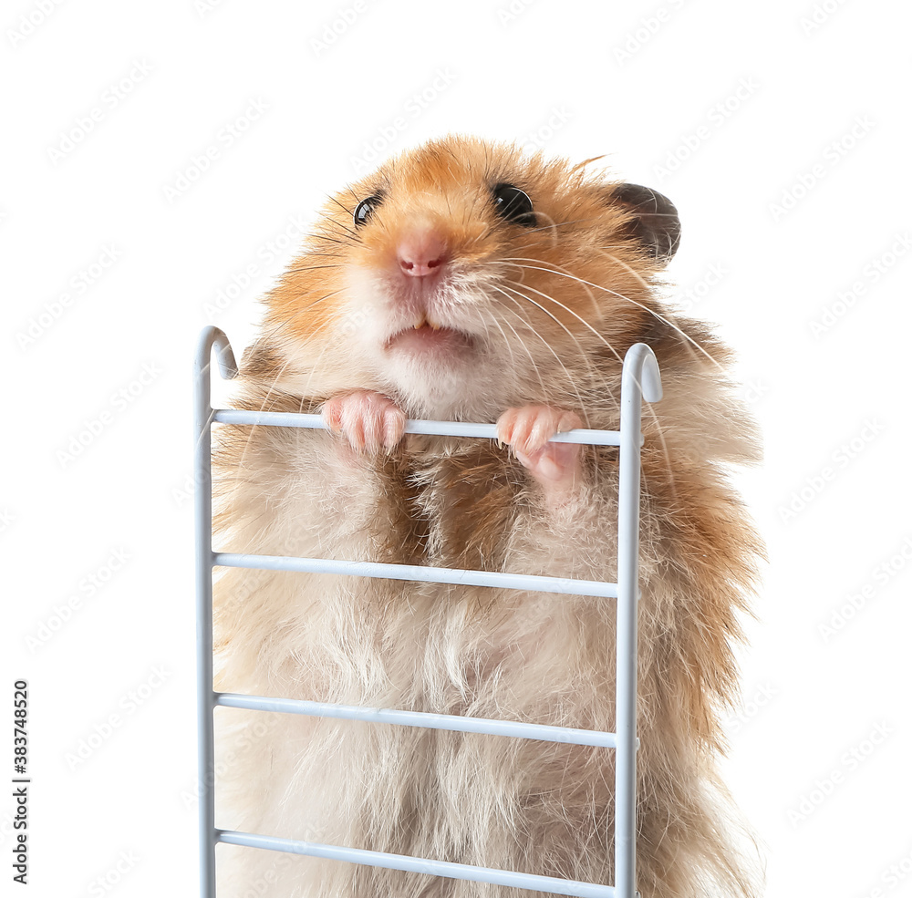 Funny hamster with ladder on white background