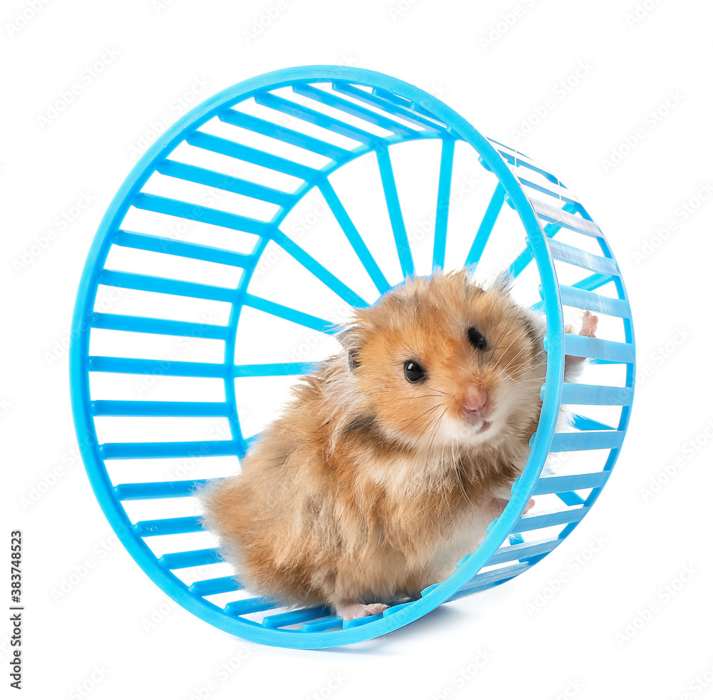 Funny hamster with wheel on white background