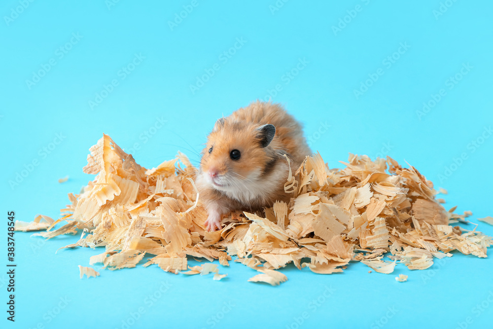 Funny hamster with wood shavings on color background