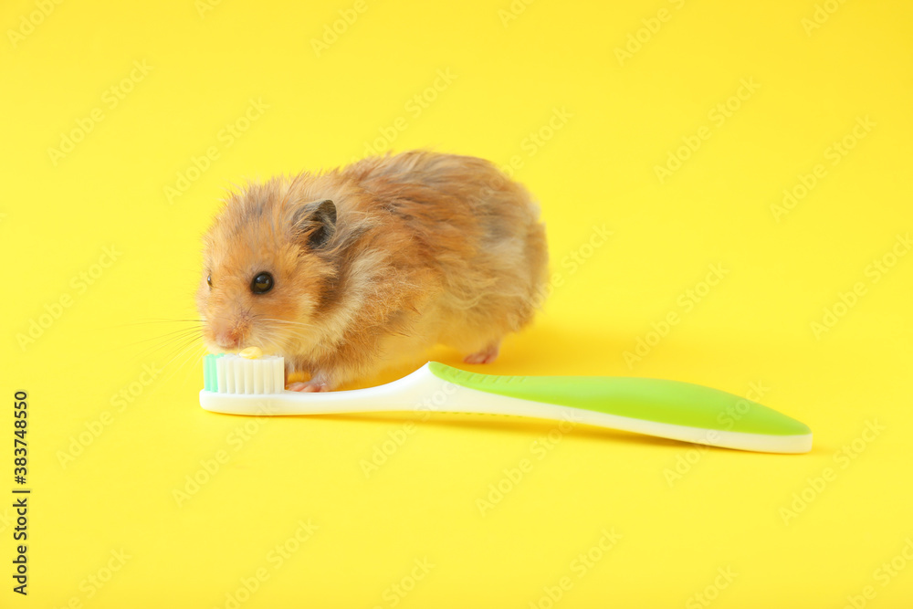 Funny hamster with tooth brush on color background