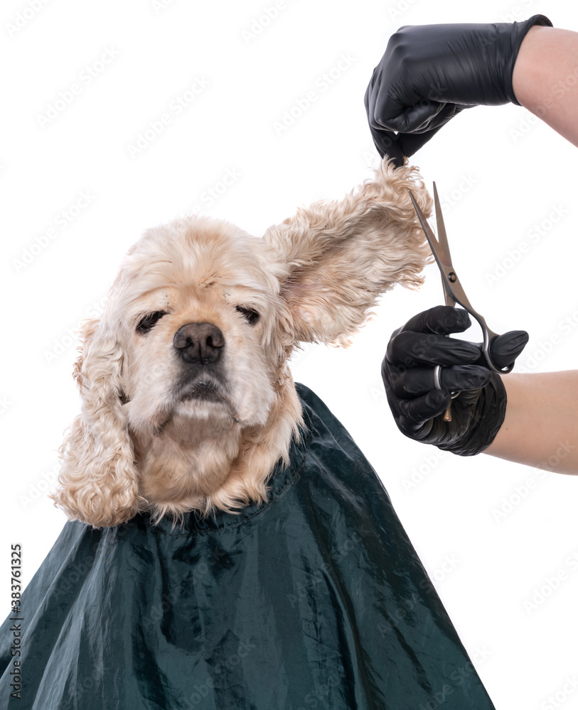 Professional care for a dog