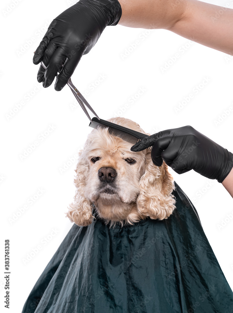 Professional care for a dog