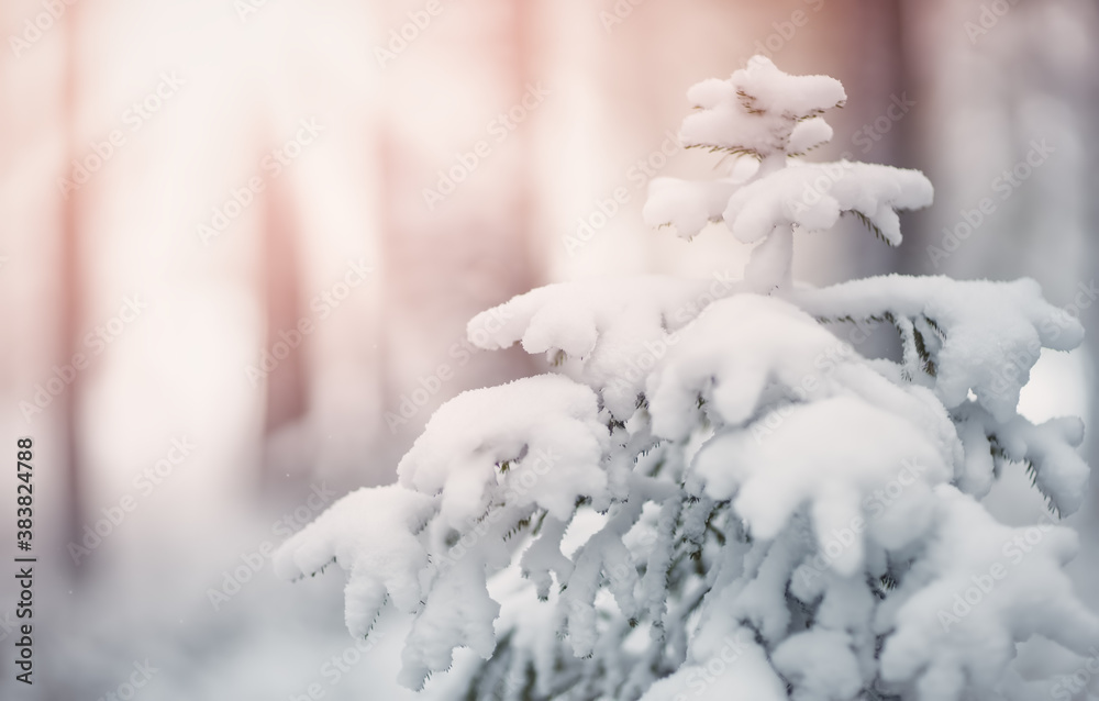 雪中冬季森林里美丽的冷杉树被雪覆盖