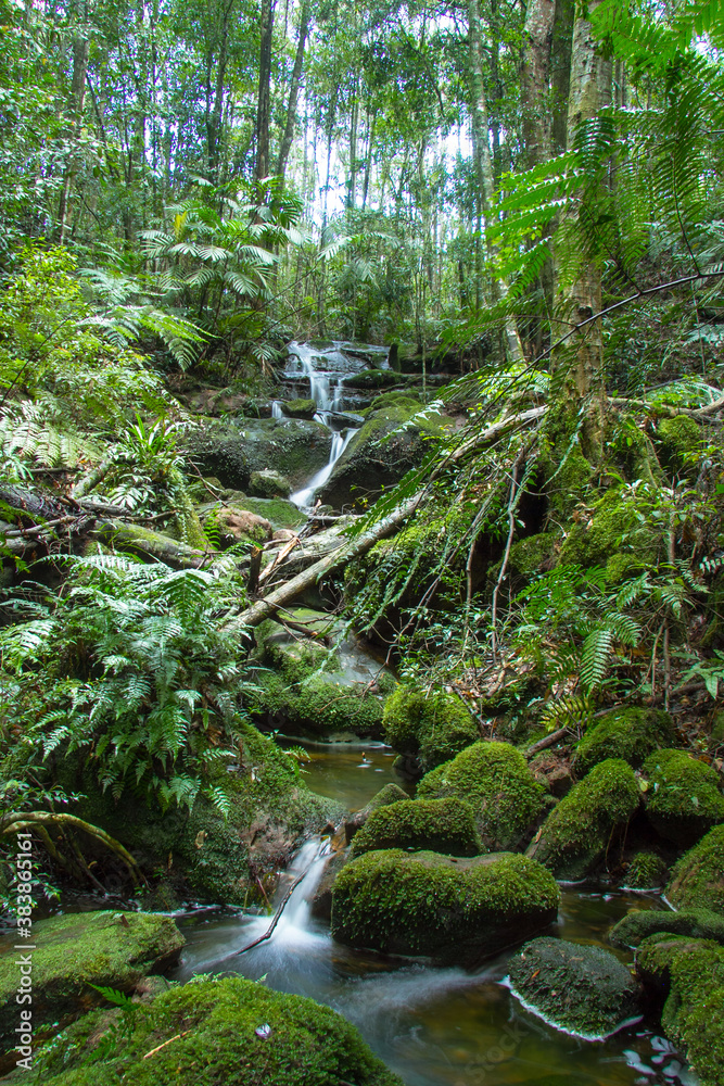 small waterfall in green forest