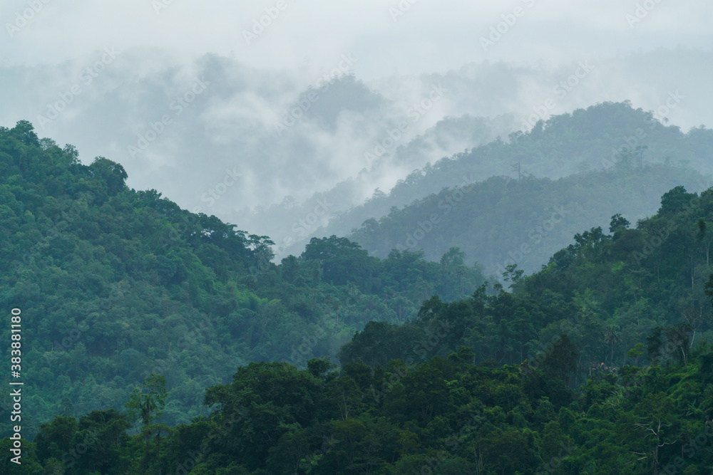 tropical forest with fog and mist