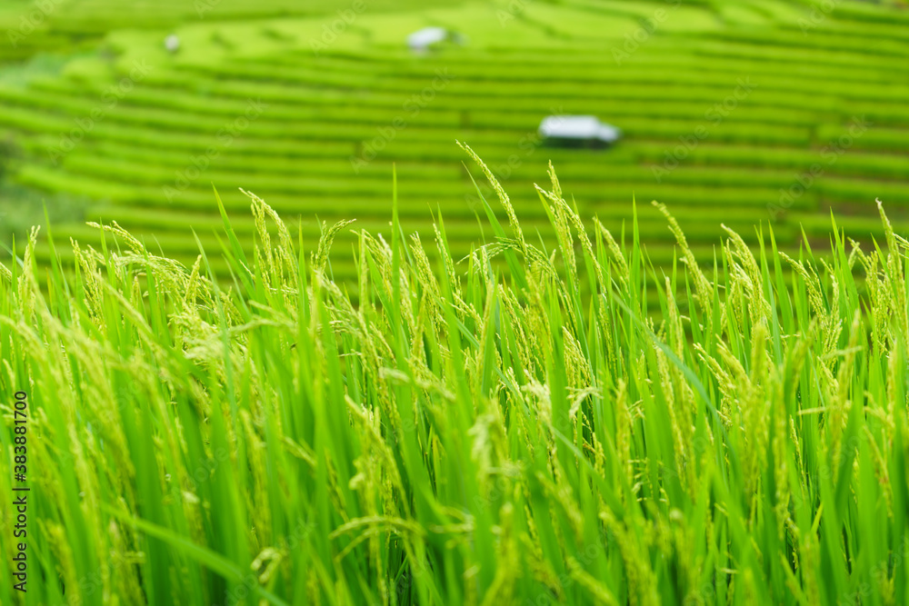 The terraced rice paddy in Bong Piang village Chiang mai Thailand