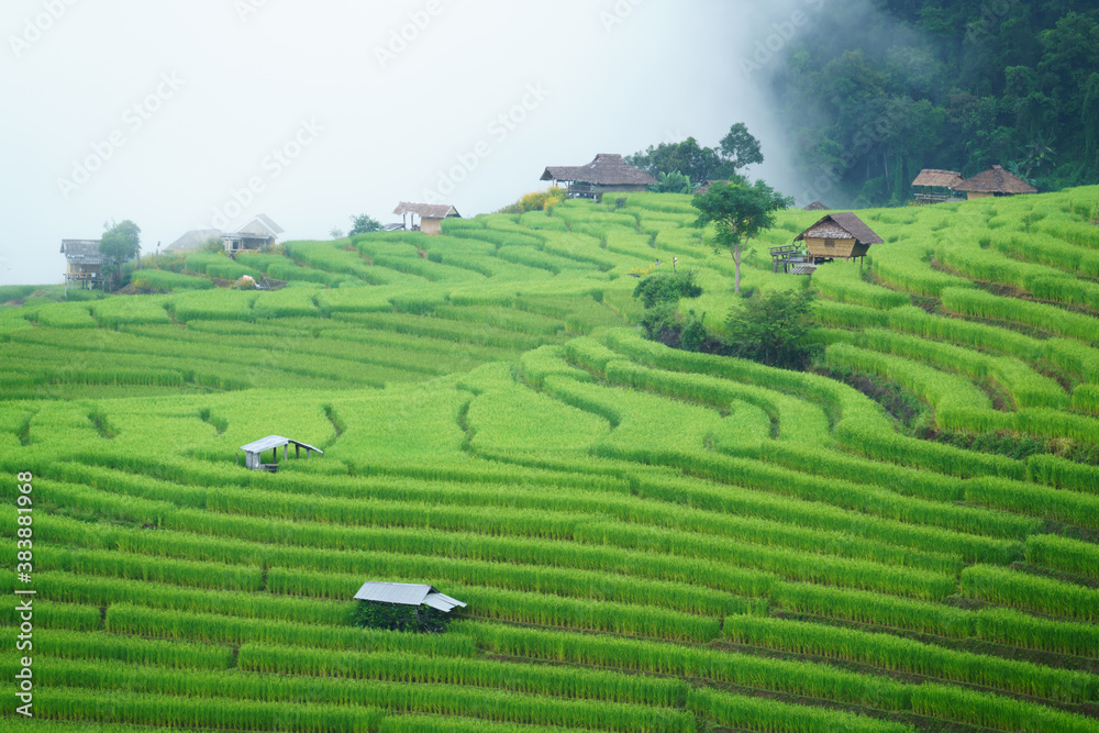 The terraced rice paddy in Bong Piang village Chiang mai Thailand