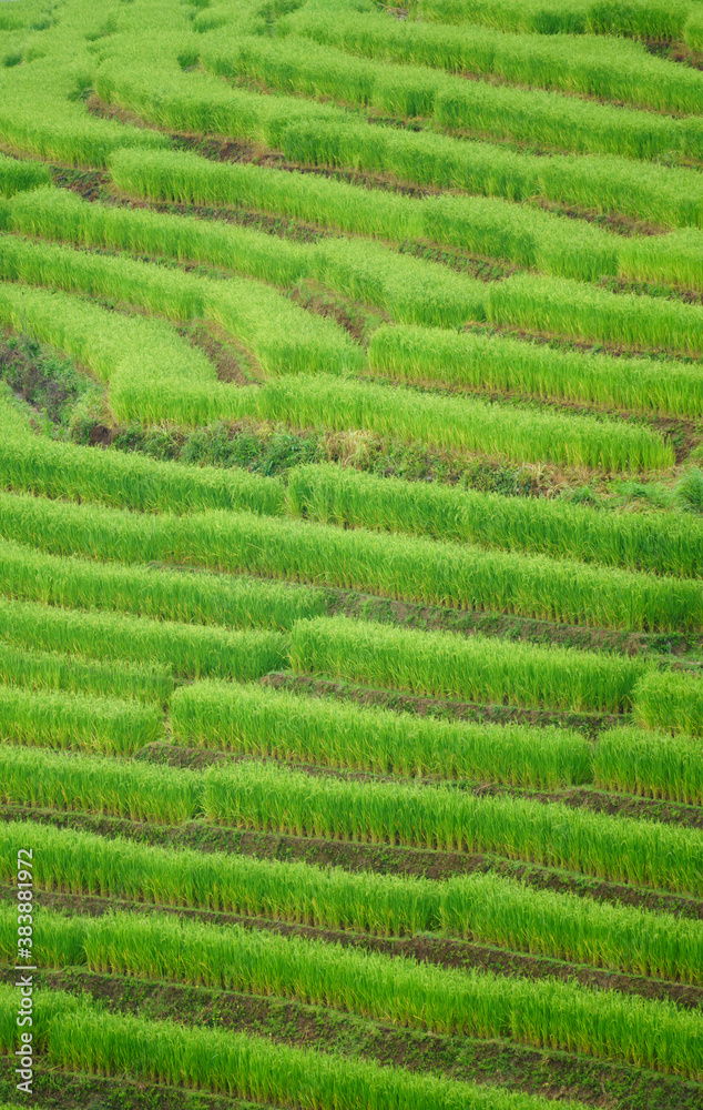 The terraced rice paddy in Bong Piang village Chiang mai Thailand