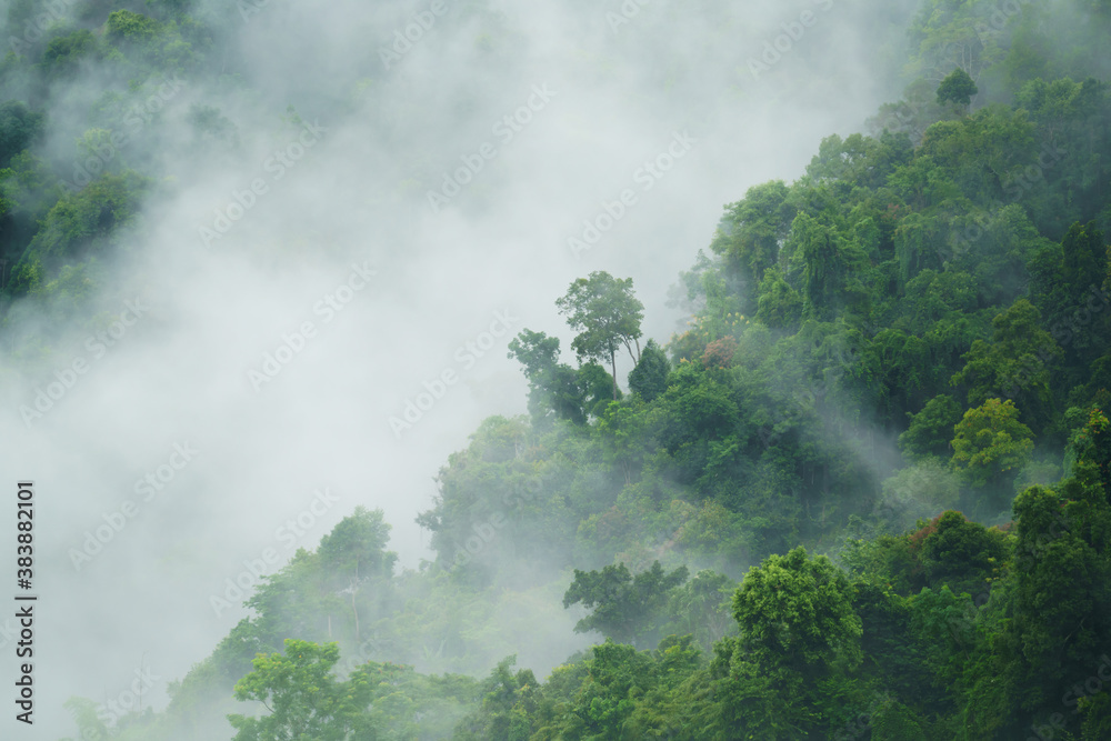 tropical forest with fog and mist