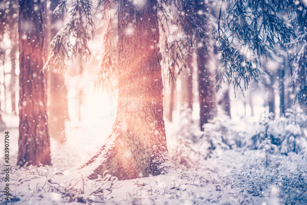 Beautiful trees covered with snow in the winter forest in snowfall