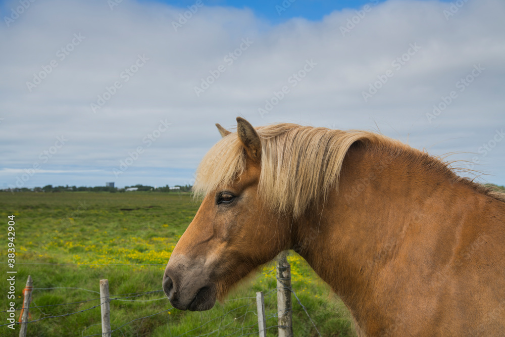 Icelandic horses in semi-freedom in the grasslands of Iceland