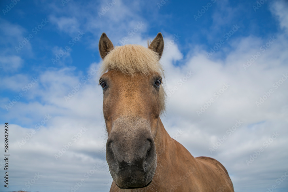 Icelandic horses in semi-freedom in the grasslands of Iceland