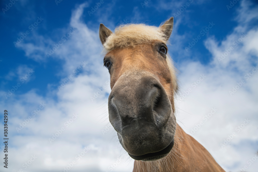 Icelandic horses in semi-freedom in the grasslands of Iceland