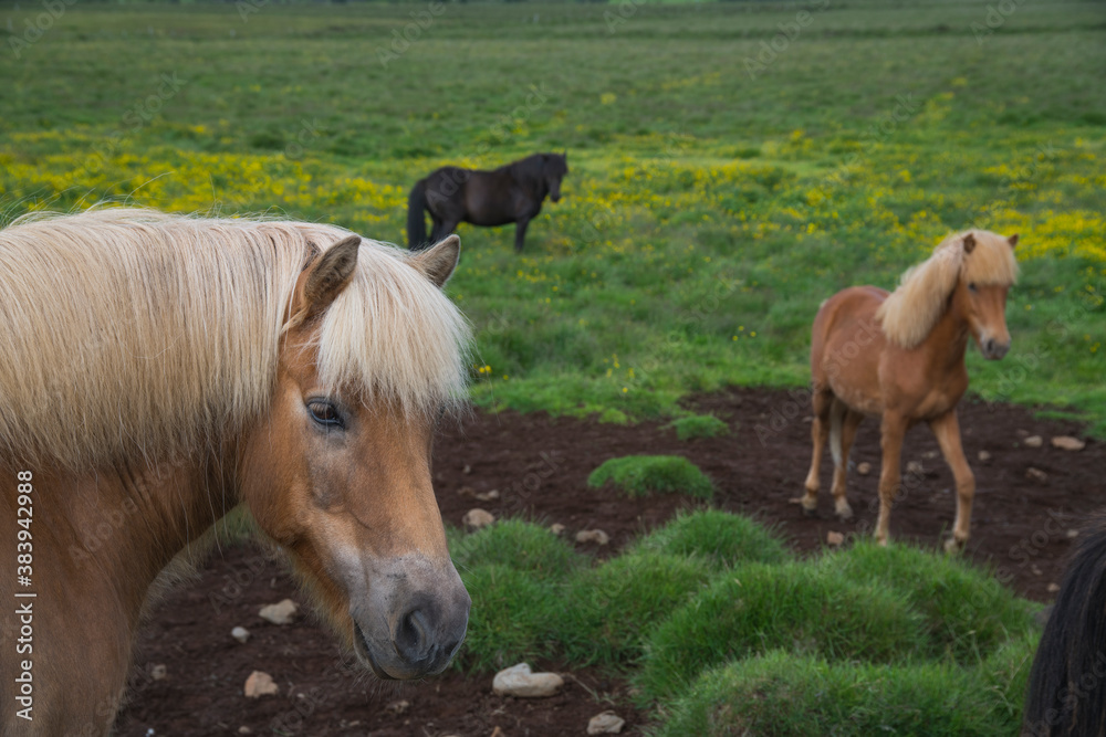 Icelandic horses in semi-freedom in the grasslands of Iceland