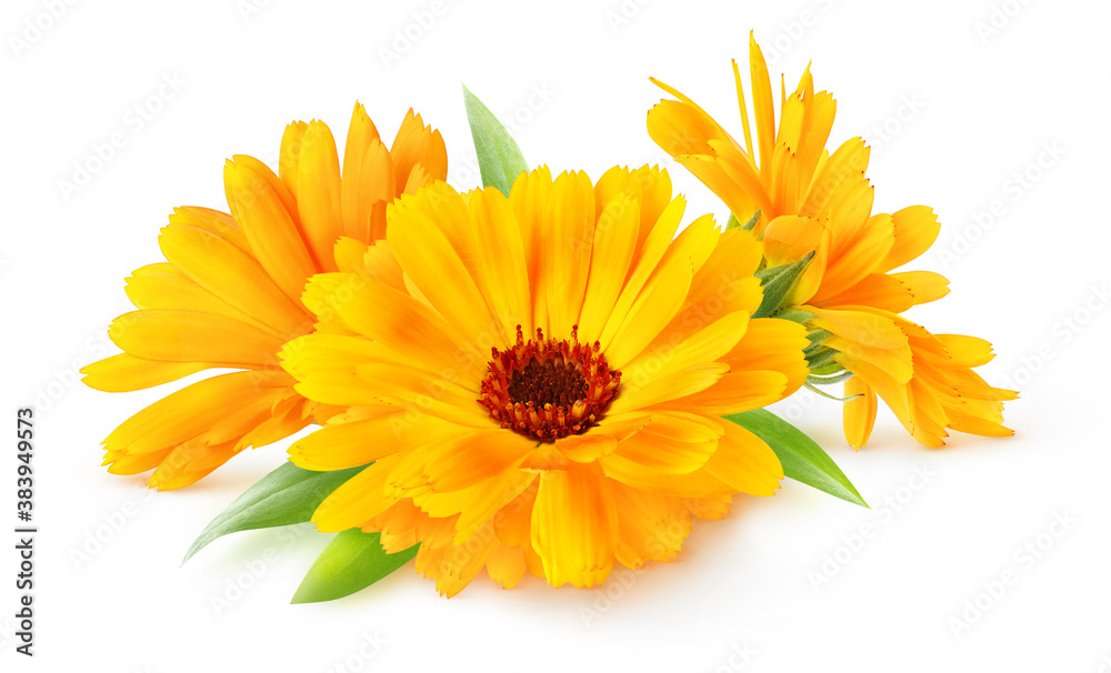 Three flowers of calendula (marigold) isolated on white background