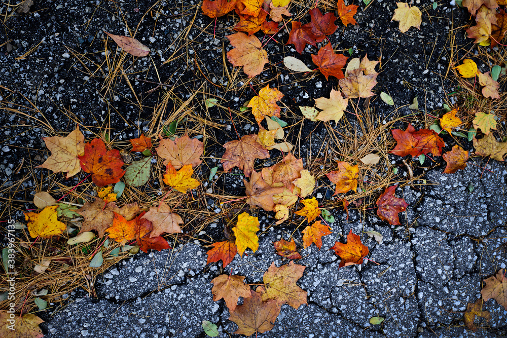 Fall leaves on pavement