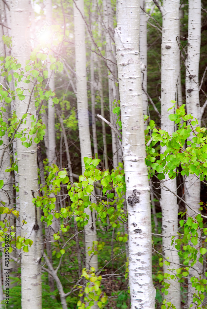 Aspen grove