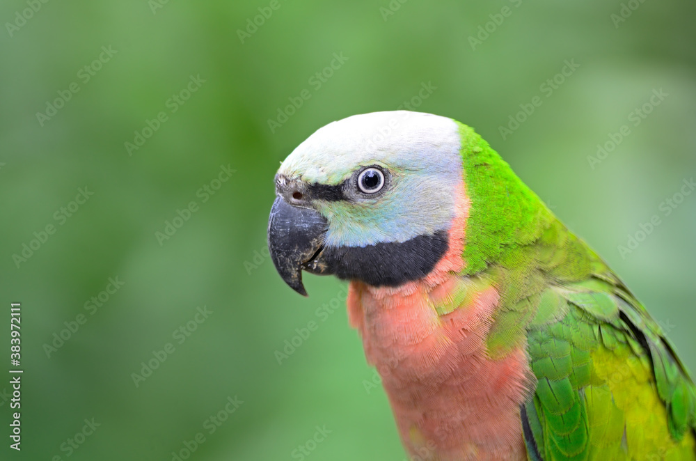 Red-breasted Parakeet