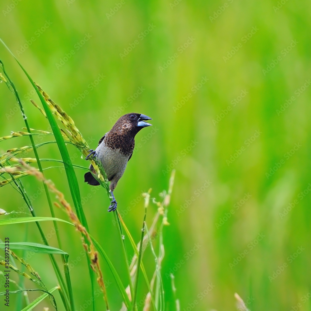 Whte-rumped Munia