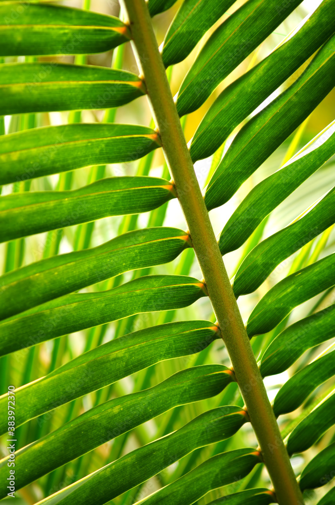 Tropical leaf