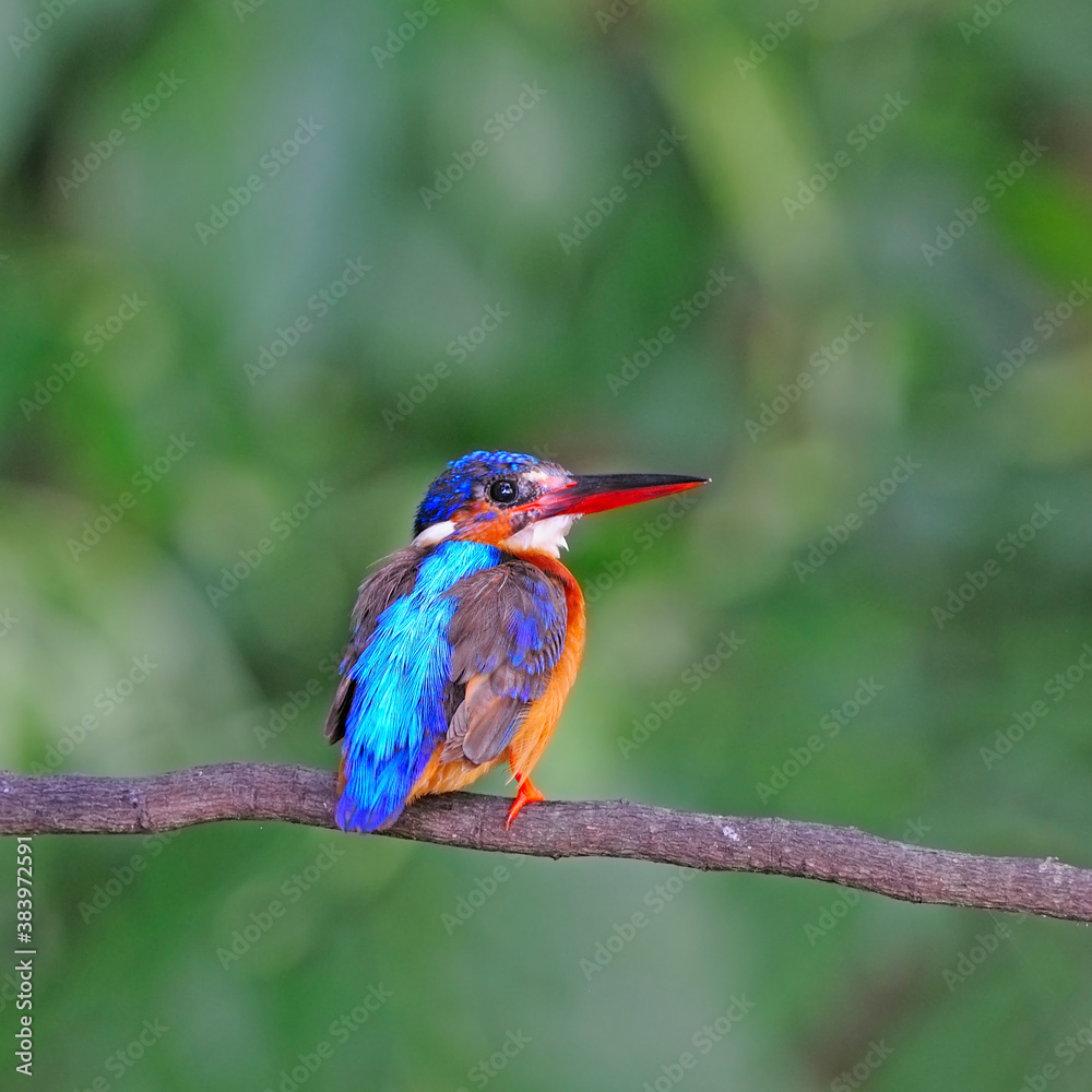 female Brown-winged Kingfisher