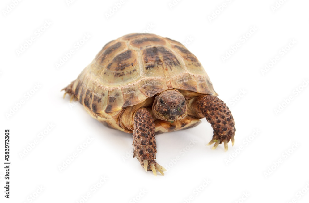 Russian Asian tortoise over white