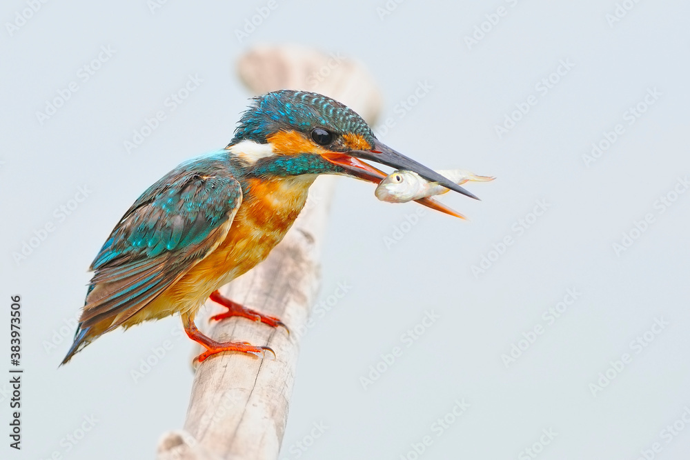 female Common Kingfisher